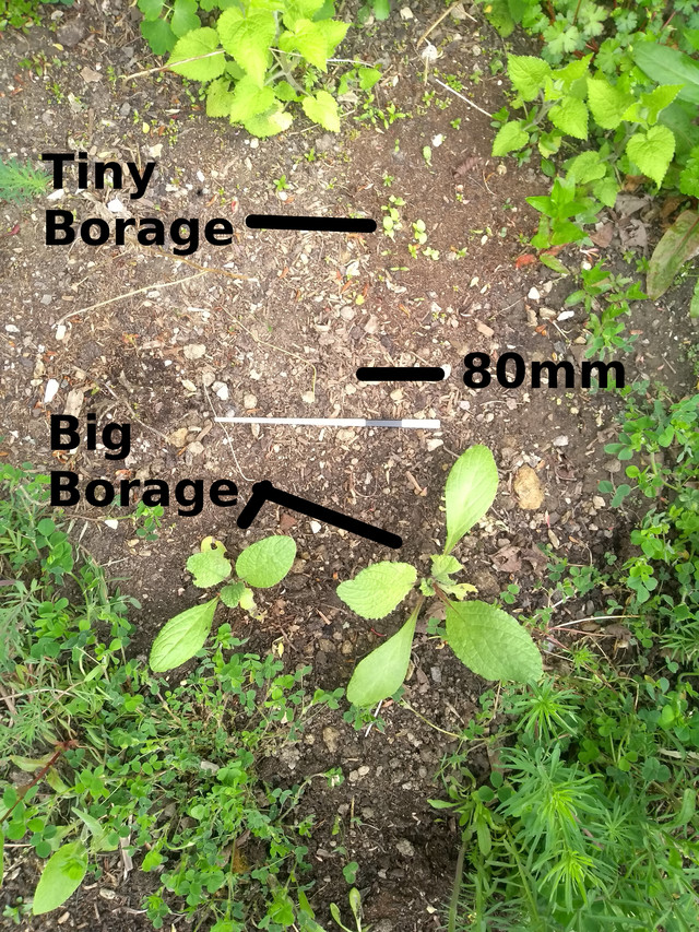Borage planted in garden